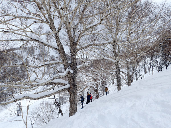 北海道最多積雪量，就在Kiroro滑雪場!