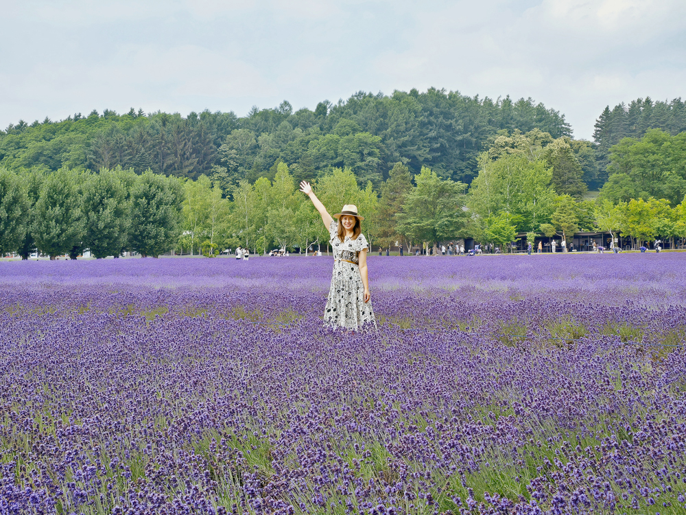 北海道富良野賞花必看_富田農場薰衣草紫色花海、必看花田整理_交通攻略