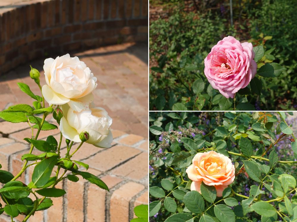 2025北海道十勝自由行攻略,必訪景點、美食、溫泉、交通全指南,2天1夜小旅行超好玩 - 第9張圖 北海道十勝2天1夜小旅行超好玩_絕美庭園_美味甜點&麵包_享受溫泉飯店_馬車酒吧兜風