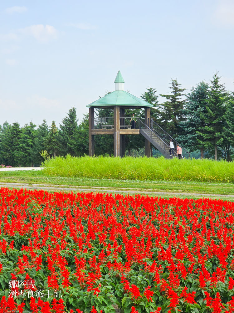 北海道富良野薰衣草&賞花5大景點整理_富田農場_日之出公園_北星山纜車_Flower Land_麓鄉展望台