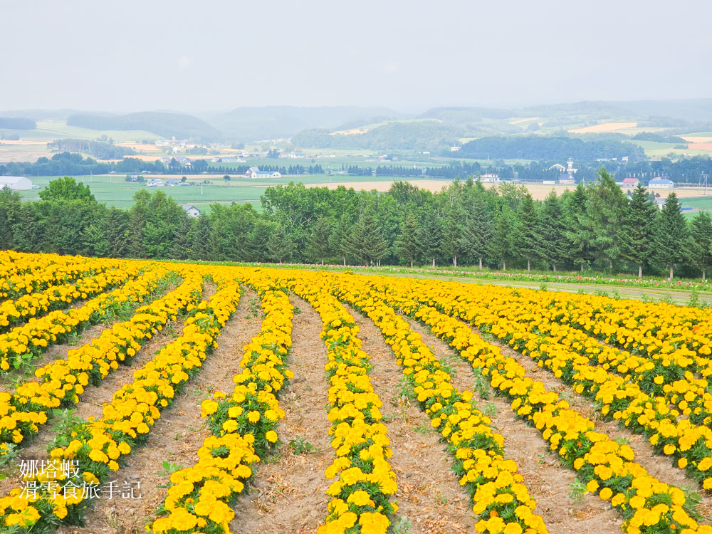 北海道富良野薰衣草&賞花5大景點整理_富田農場_日之出公園_北星山纜車_Flower Land_麓鄉展望台