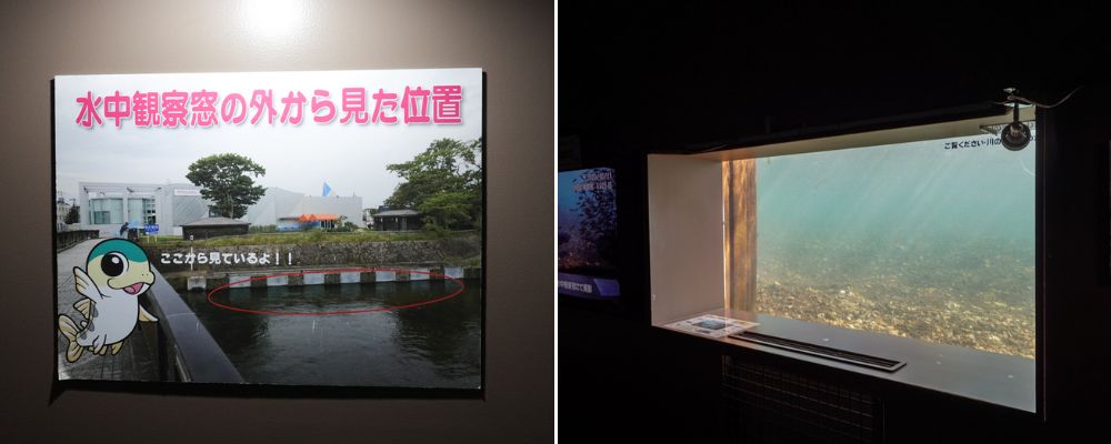 新千歲機場附近景點「千歲鮭魚公園」，水族館和道路休息站，好逛又好吃!