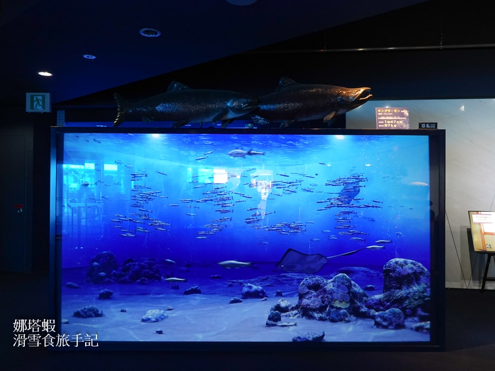 新千歲機場附近景點「千歲鮭魚公園」，水族館和道路休息站，好逛又好吃!