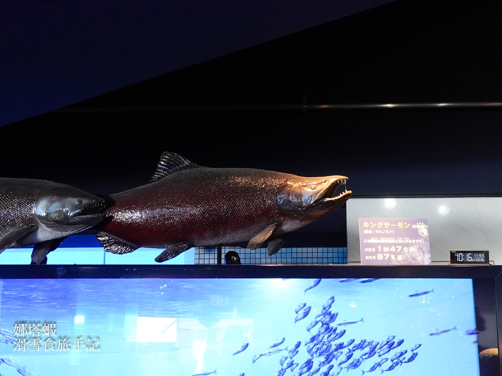 新千歲機場附近景點「千歲鮭魚公園」，水族館和道路休息站，好逛又好吃!