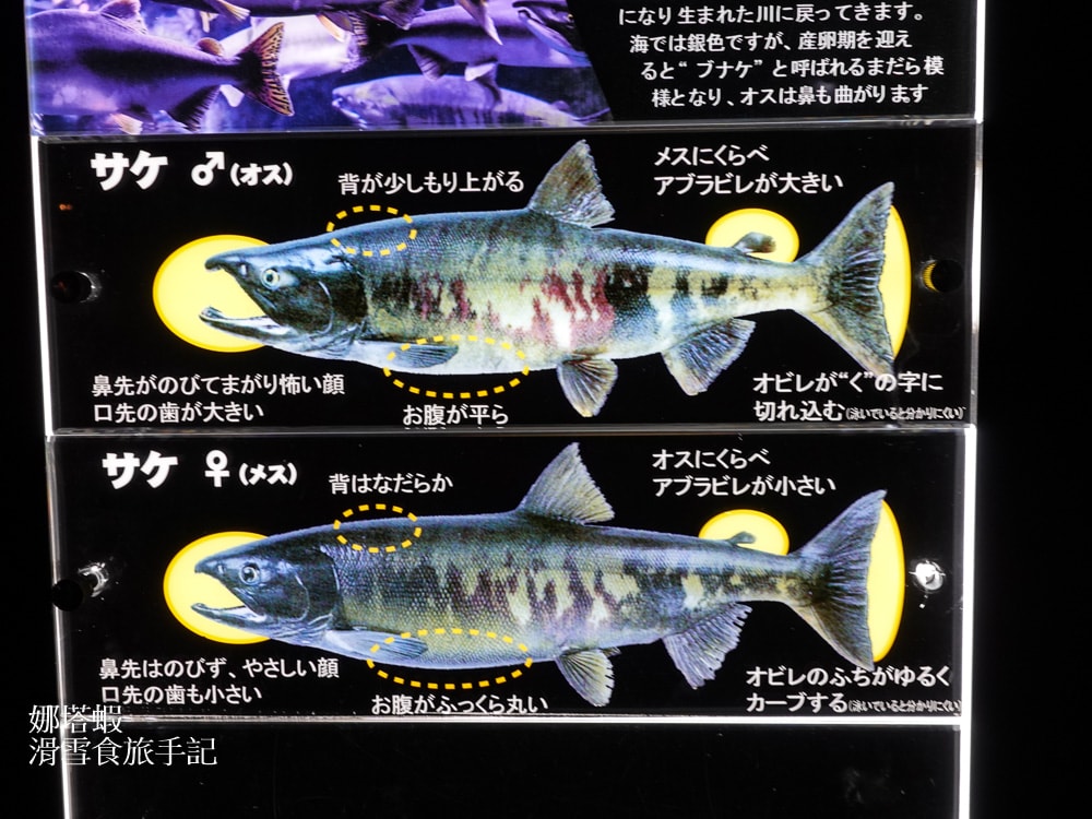 新千歲機場附近景點「千歲鮭魚公園」，水族館和道路休息站，好逛又好吃!
