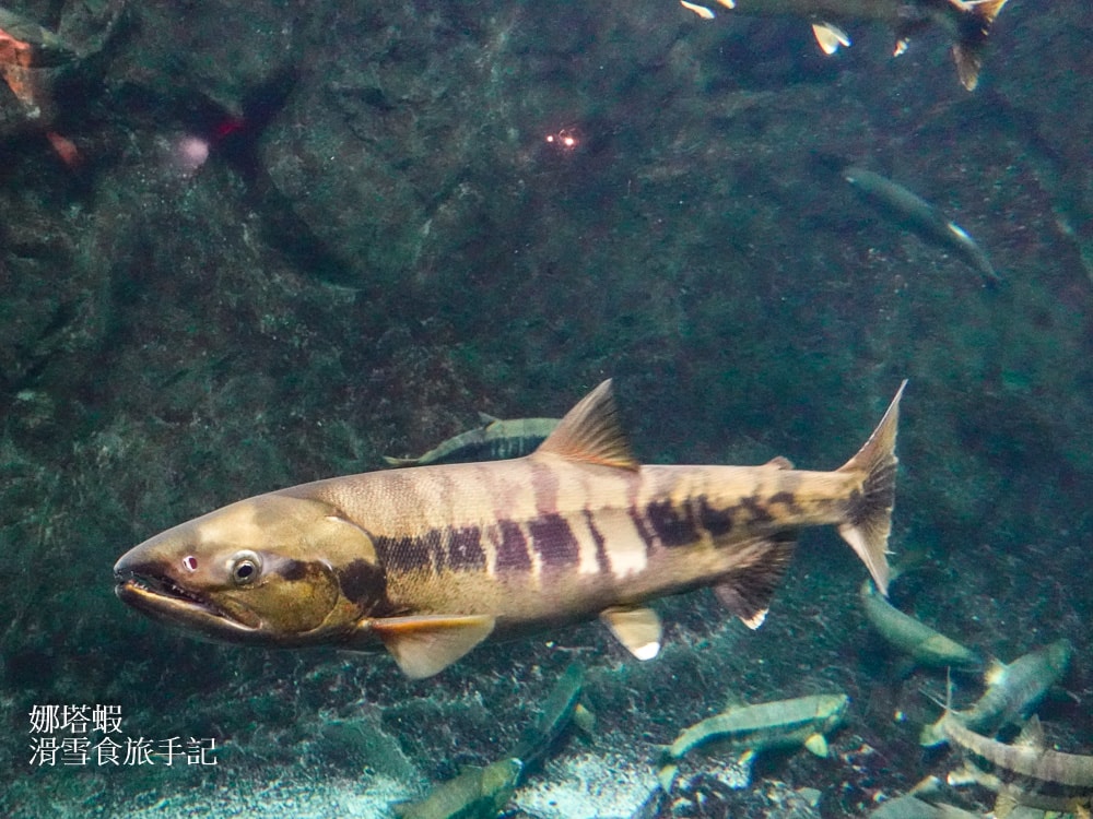 新千歲機場附近景點「千歲鮭魚公園」，水族館和道路休息站，好逛又好吃!