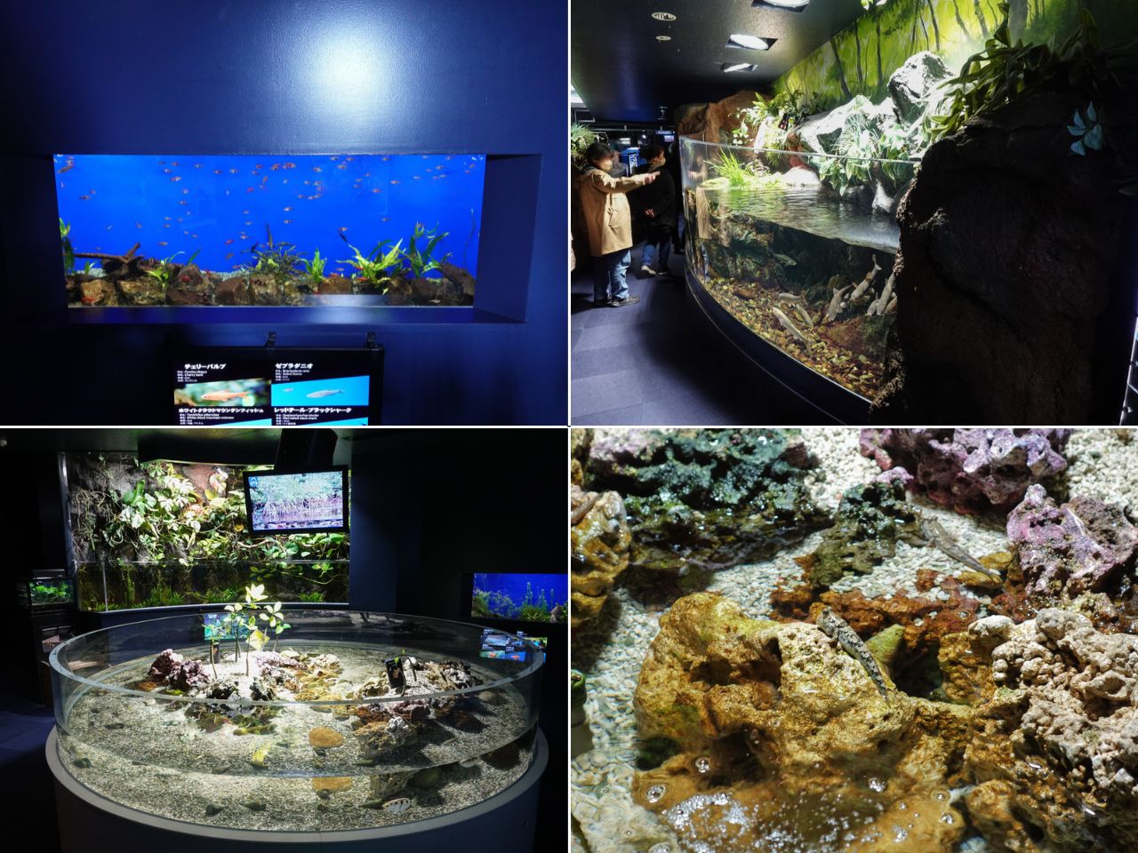 新千歲機場附近景點「千歲鮭魚公園」，水族館和道路休息站，好逛又好吃!