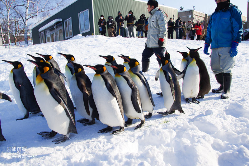 旭山動物園企鵝散步