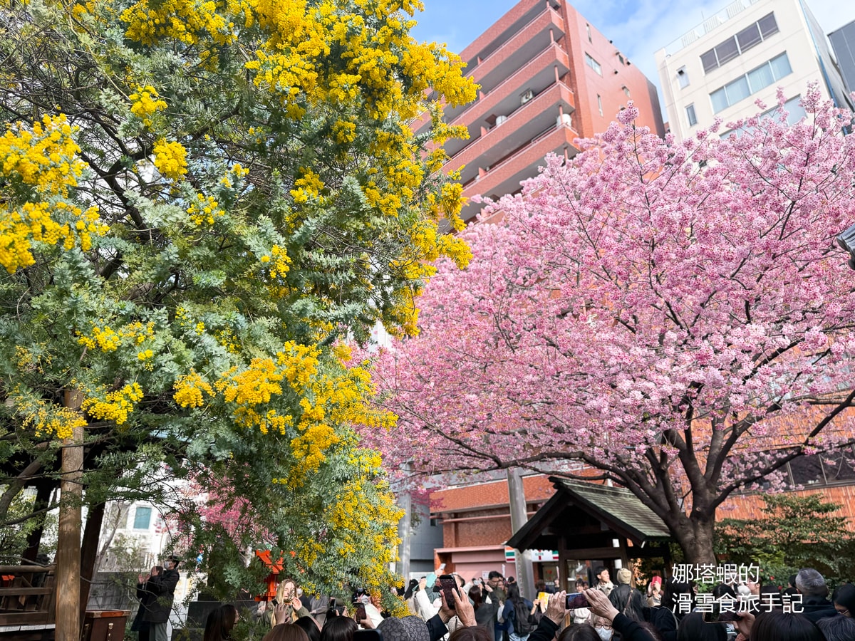 東京賞櫻景點推薦「藏前神社」粉嫩櫻花與金合歡為春天染上最美色彩,最佳賞櫻時間分享 - 第5張圖 東京賞櫻景點推薦「藏前神社」粉嫩櫻花與金合歡為春天染上最美色彩,最佳賞櫻時間分享