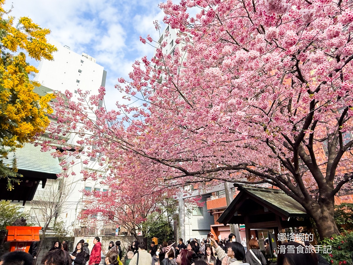 東京賞櫻景點推薦「藏前神社」粉嫩櫻花與金合歡為春天染上最美色彩，最佳賞櫻時間分享
