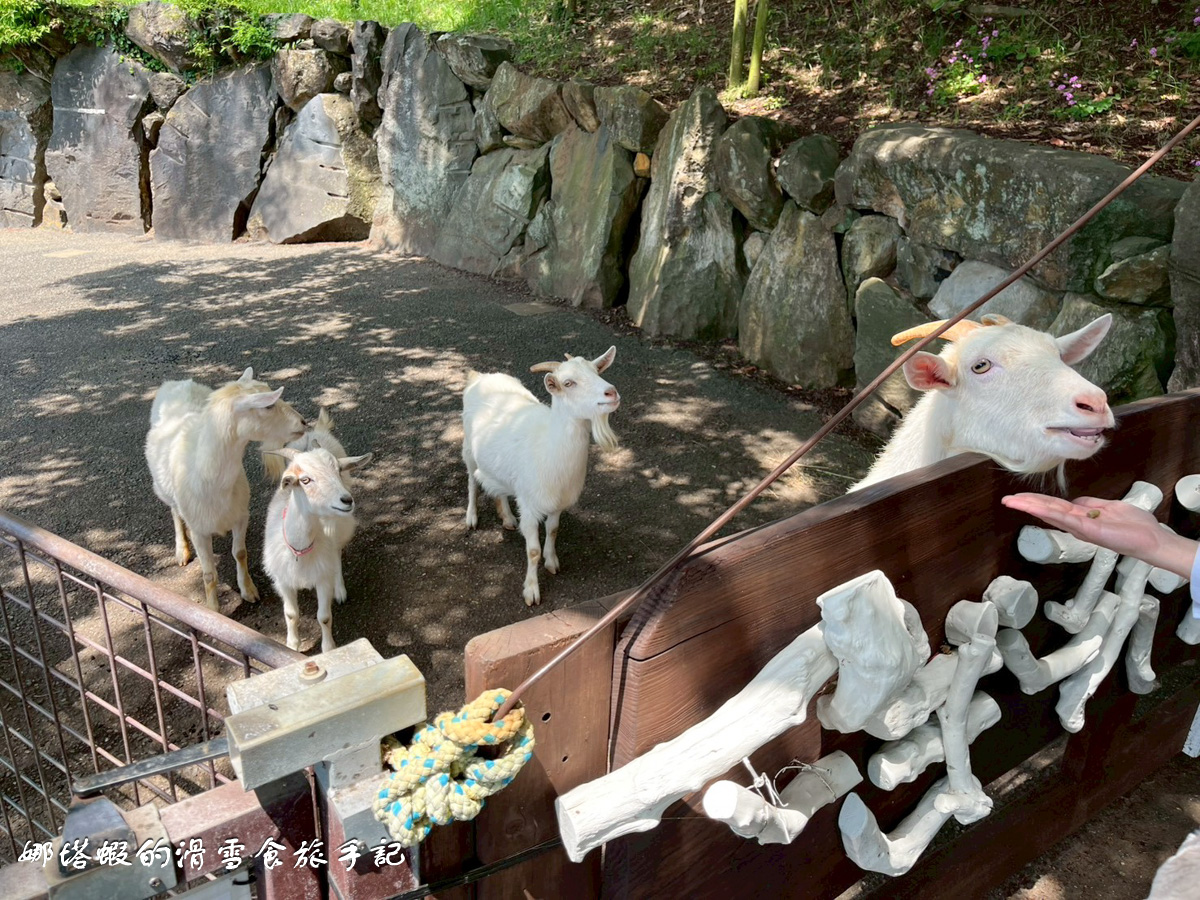 福岡能古島半日遊行程_能古島海島公園的絕美海景&花海_交通攻略