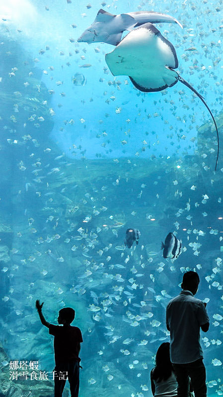 桃園XparK水族館︱夢幻水族箱、企鵝陪你喝咖啡︱必看魚群共舞、與眾同樂動物表演秀