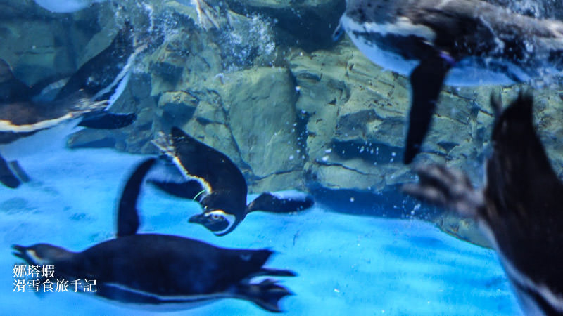 桃園XparK水族館︱夢幻水族箱、企鵝陪你喝咖啡︱必看魚群共舞、與眾同樂動物表演秀